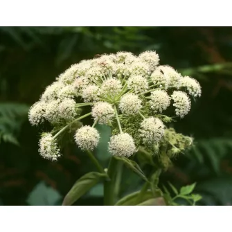 Angyalgyökér (Angelica)