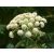 Angyalgyökér (Angelica)