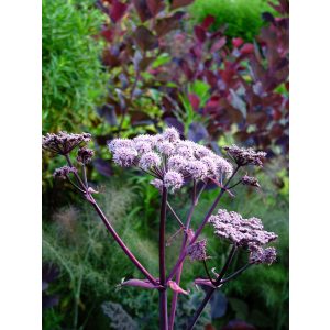 Angelica sylvestris Ebony - Angyalgyökér