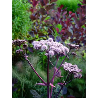 Angyalgyökér (Angelica)