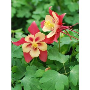 Aquilegia Earlybird Red Yellow - Harangláb