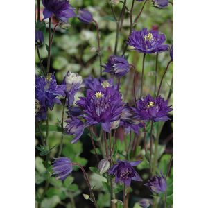 Aquilegia vulgaris Clementine Blue - Harangláb