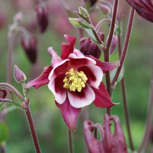 Aquilegia vulgaris Winky Red & White - Harangláb