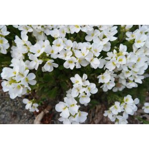 Arabis caucasica Bakkely - Ikravirág