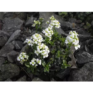 Arabis suendermannii - Ikravirág