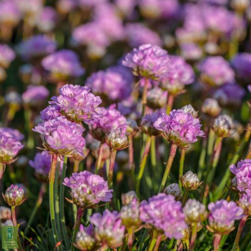 Armeria maritima Schöne von Fellbach - Pázsitszegfű