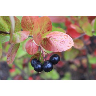 Törpeberkenye (Aronia)