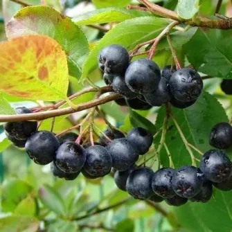 Törpeberkenye (Aronia)