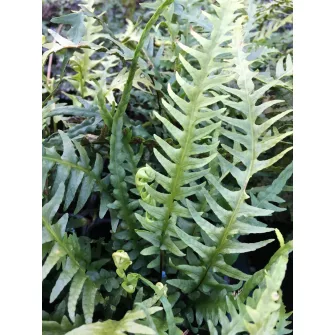 Fészekpáfrány (Asplenium)