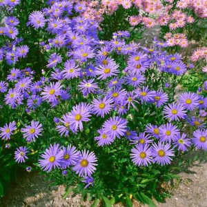 Aster amellus Glücksfund - Csillagőszirózsa