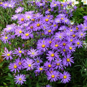 Aster amellus Veilchenkönigin - Csillagőszirózsa