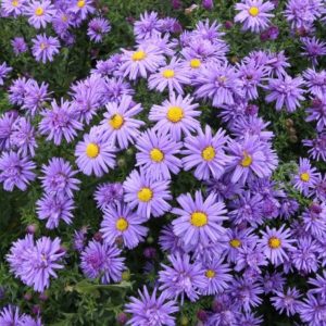 Aster divaricatus Herbstpurzel violet - Évelő őszirózsa