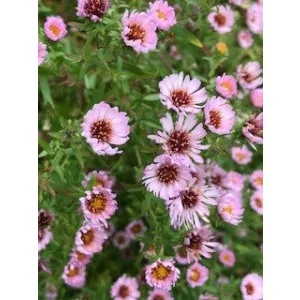 Aster novae-angliae Kylie - Mirigyes őszirózsa