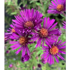 Aster novae-angliae Nachtauge - Mirigyes őszirózsa