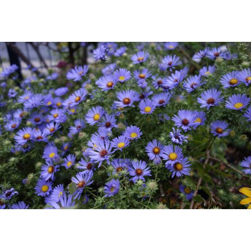 Aster oblongifolius October Skies - Aromás őszirózsa