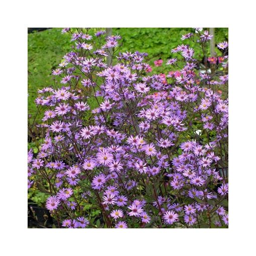 Aster Prairie Purple - Évelő őszirózsa