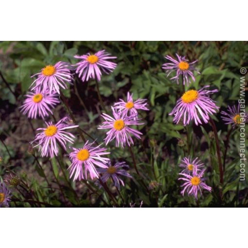 Aster tongolensis Napsbury - Évelő őszirózsa