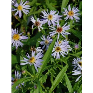 Aster versicolor Altweibersommer - Évelő őszirózsa