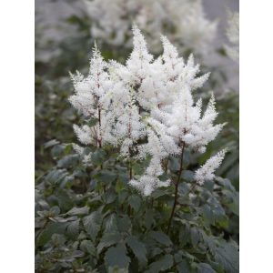 Astilbe arendsii Irrlicht - Tollbuga