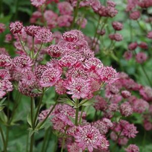 Astrantia major Lars - Völgycsillag