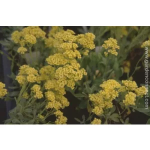 Aurinia saxatilis Sulphurea - Sziklai ternye