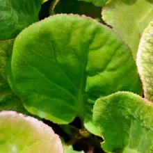 Bergenia Memelinks Pride - Bőrlevél