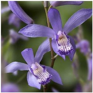 Bletilla striata Dragon - Jácintorchidea