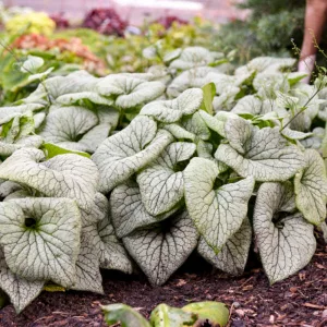 Brunnera macrophylla Sterling Silver - Kaukázusi nefelejcs
