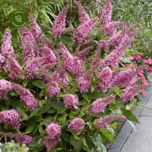 Buddleja davidii Butterfly Candy Little Pink - Nyári orgona