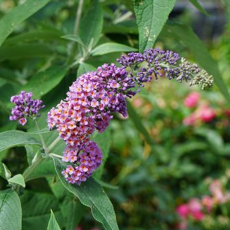Nyári orgona (Buddleja)