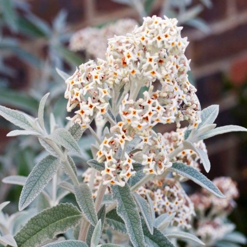 Buddleja Silver Anniversary - Nyári orgona