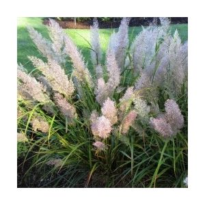 Calamagrostis brachytricha Mona - Nádtippan