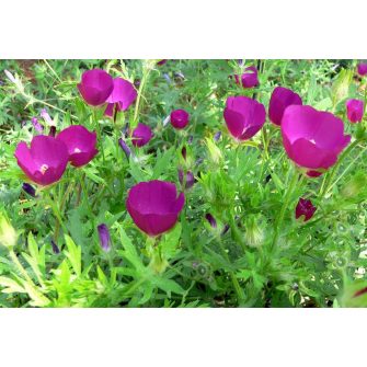 Mák-mályva (Callirhoe)