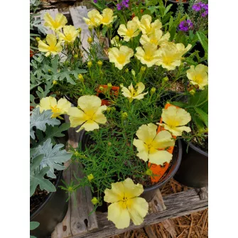 Napcsepp (Calylophus)