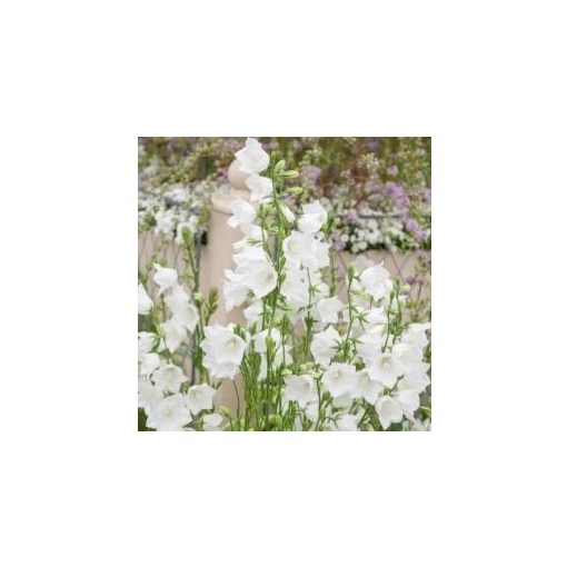 Campanula persicifolia Snow White - Baracklevelű harangvirág