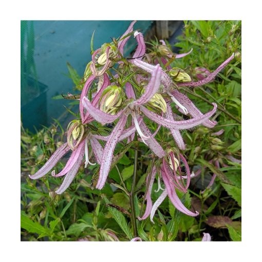 Campanula Pink Octopus - Harangvirág