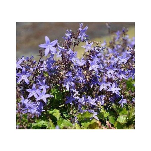 Campanula poscharskyana Fruhlingszauber - Balkáni harangvirág