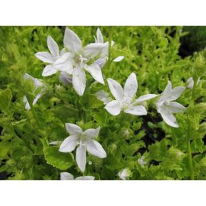 Campanula poscharskyana Nana Alba - Balkáni harangvirág