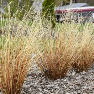 Carex buchananii Firefox - Bőrlevelű sás