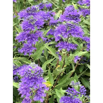 Kékszakáll (Caryopteris)