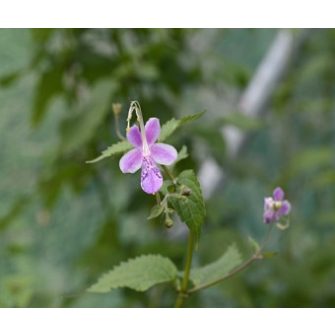 Kékszakáll (Caryopteris)