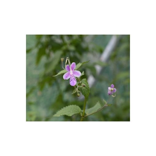 Caryopteris divaricata Pink Form - Japán kékszakáll