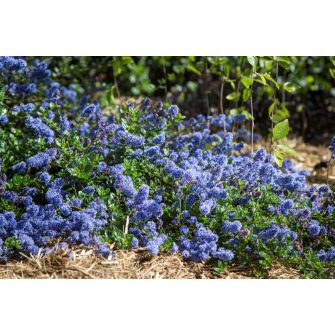 Táskavirág (Ceanothus)