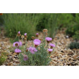 Centaurea pulcherrima - Imola