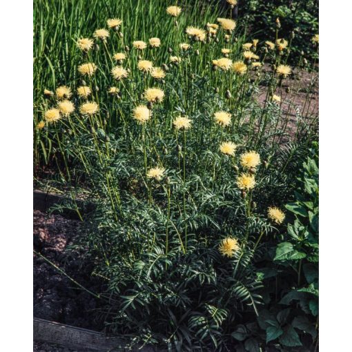Centaurea ruthenica - Imola
