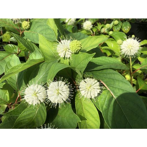 Cephalanthus occidentalis - Gombvirág cserje