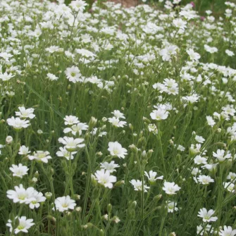 Madárhúr (Cerastium)