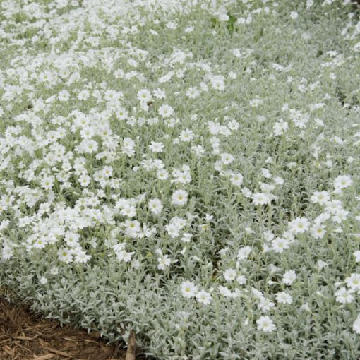 Cerastium tomentosum Yoyo - Molyhos madárhúr