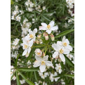 Mexikói narancsvirág (Choisya)