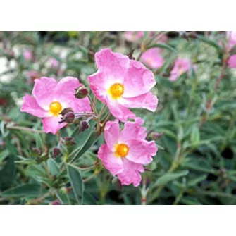 Szuhar (Cistus)